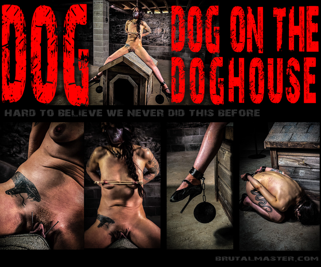Dog On The Doghouse-18 June-2024