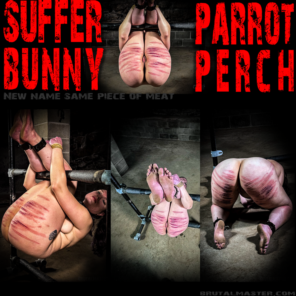 Suffer Bunny-Parrot Perch-25 July-2024