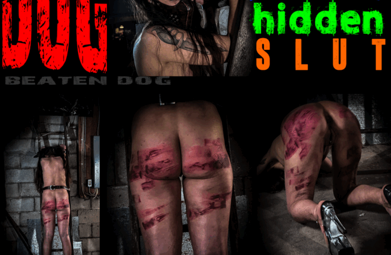 Dog-Crouching-17 July 2025