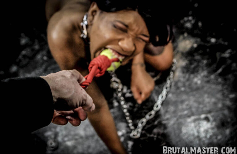 Downward Bleeding Dog